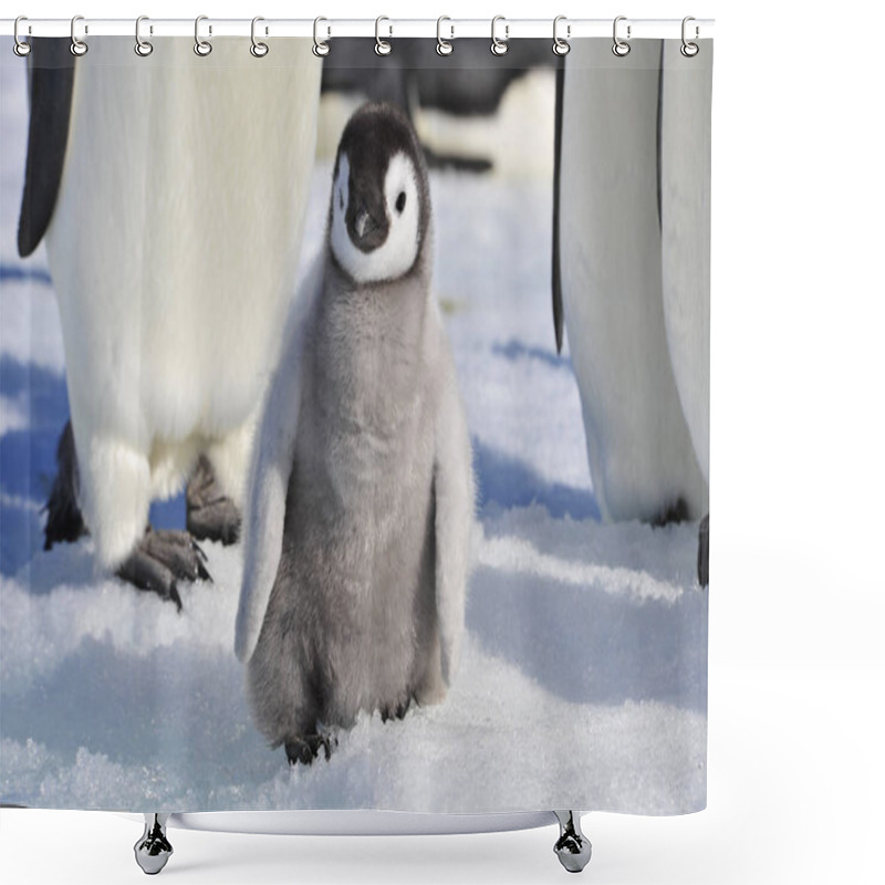 Personality  Emperor Penguin Chicks In Antarctica Shower Curtains