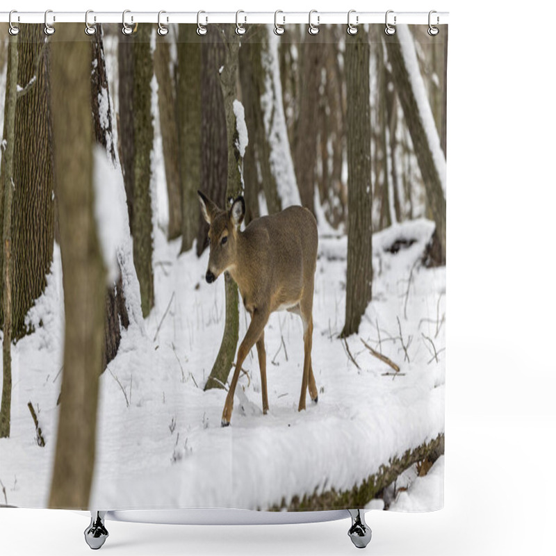 Personality  The White-tailed Deer (Odocoileus Virginianus), Also Known As The Whitetail Or Virginia Deer  Shower Curtains