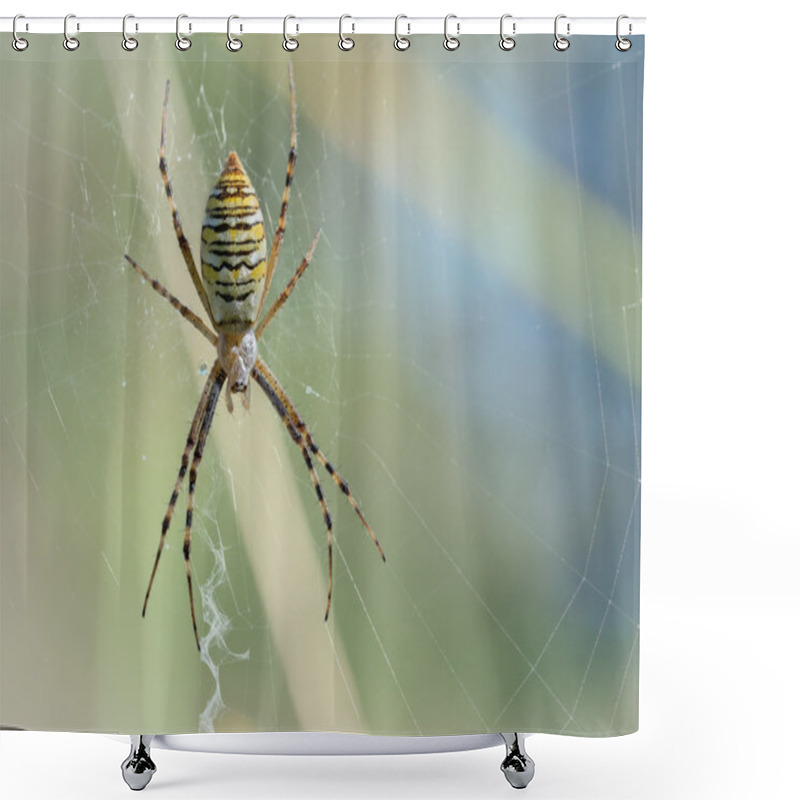 Personality  Argiope Bruennich 1 Shower Curtains