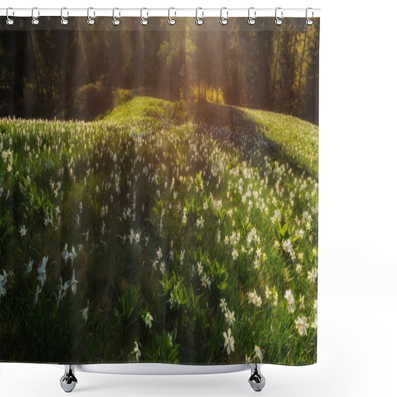 Personality  Daffodil Flower In The Evening Sunlight On The Meadow In The Hills. Shower Curtains