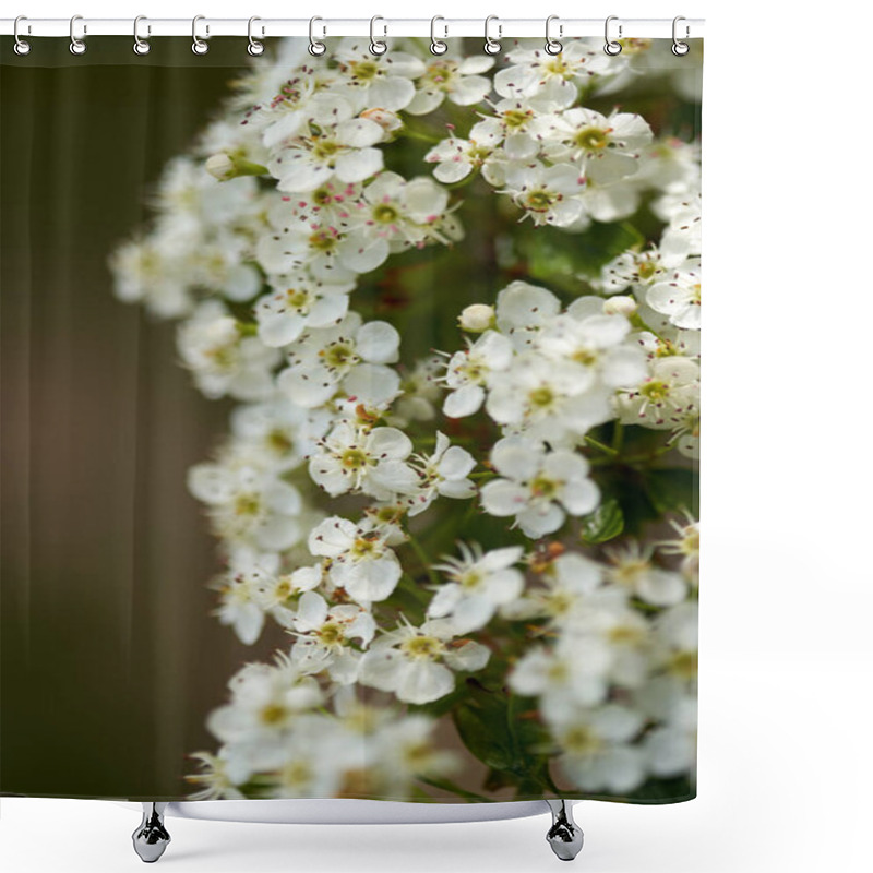 Personality  Closeup Of A Hawthorn Bushes With Blooming Flowers Shower Curtains