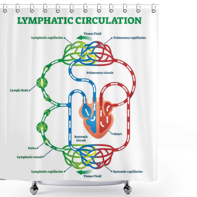 Personality  Lymphatic Circulation System With Lymph Transportation Vector Illustration. Shower Curtains