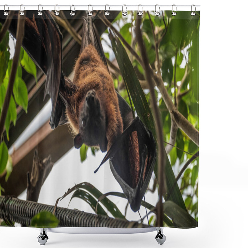 Personality  Flying Fox Bat (Pteropus) Shower Curtains