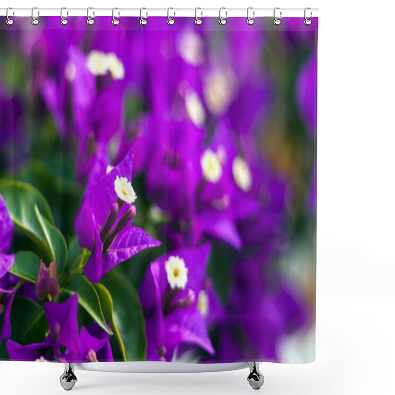 Personality  Purple Bougainvillea Flowers Shower Curtains