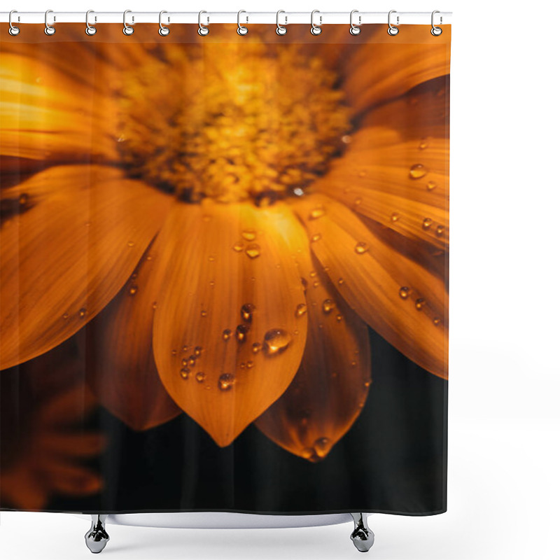 Personality  Gazania Yellow Flower Closeup Macro With Water Drops Shower Curtains