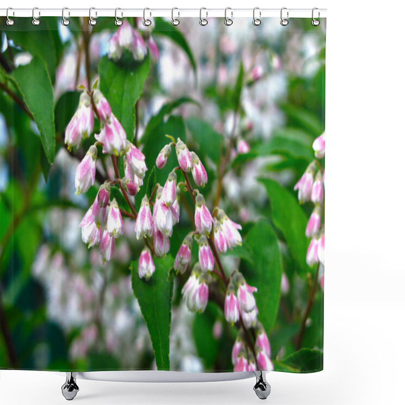 Personality  Beautiful Shrub Deutzia Blooms In The Spring Garden Pink Small Flowers Shower Curtains