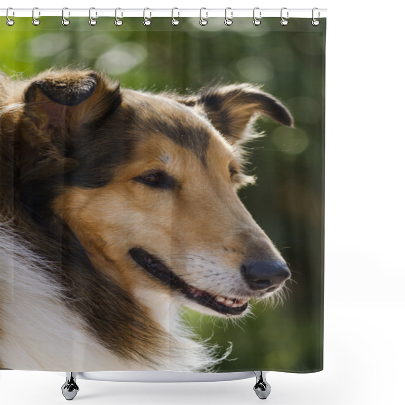 Personality  Scottish Sheepdog Shower Curtains