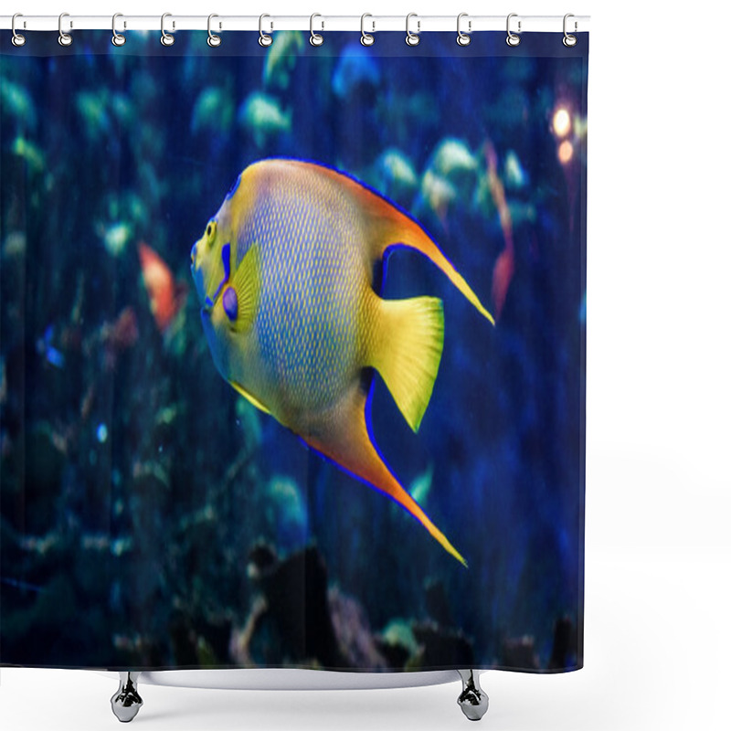 Personality  A Queen Angelfish Shower Curtains