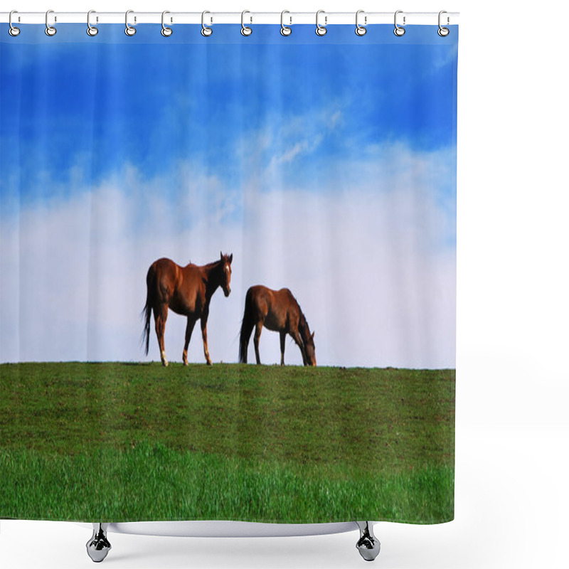 Personality  Two Brown Horses Grazing On Pasture On Green Grass And Blue Sky Cloudy Background. One Horse Looking At The Camera Shower Curtains