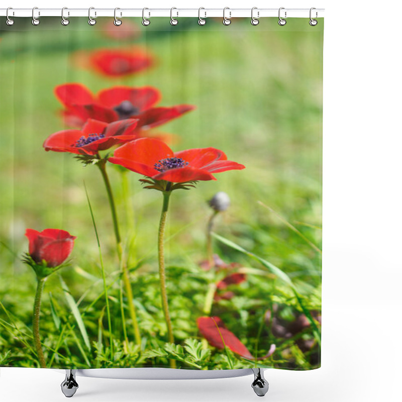 Personality  Wild Anemone (windflower) Flowers Blooming In The Israeli Winter Shower Curtains