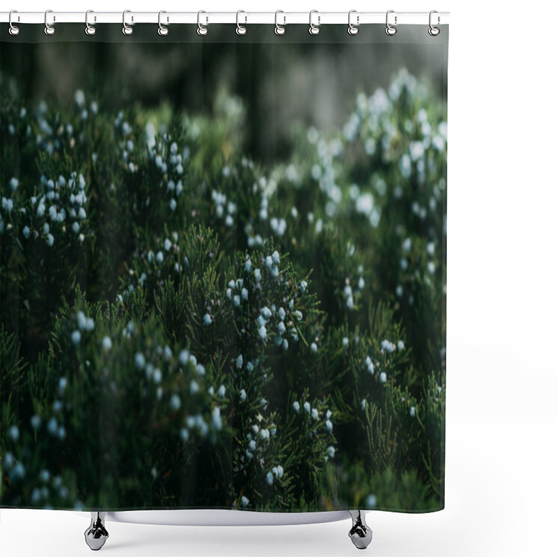 Personality  Close Up Texture Of Dark Green Juniper Tree With Berries Shower Curtains