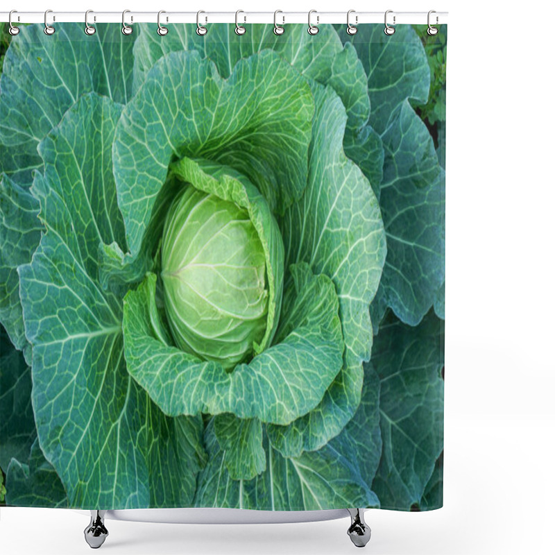 Personality  Cabbage Head With Green Leaves Shower Curtains