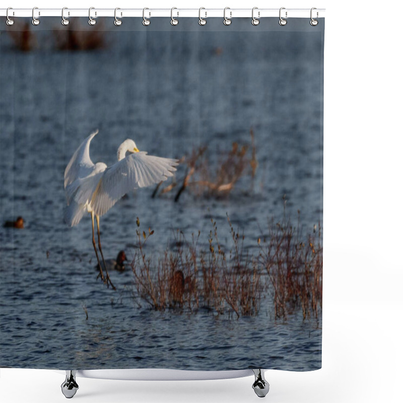 Personality  Great White Egret Landing Shower Curtains