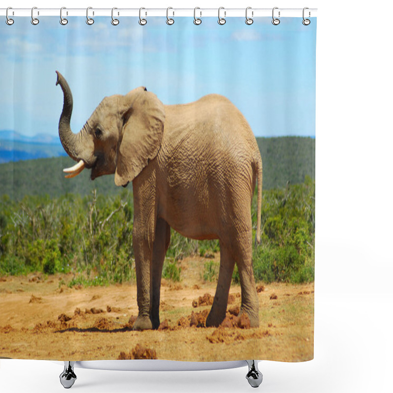 Personality  African Elephant Smelling Shower Curtains