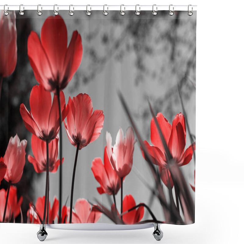 Personality  Spring Tulips In The Park, Red, Black, White Shower Curtains