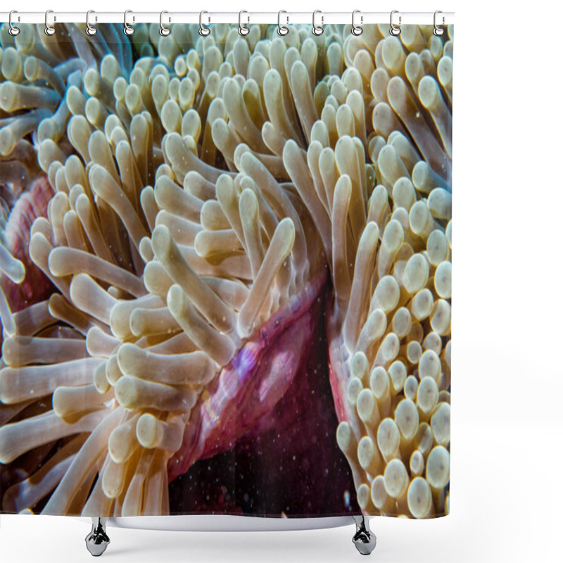 Personality  Pink Purple Anemone Tentacles Close Up Shower Curtains