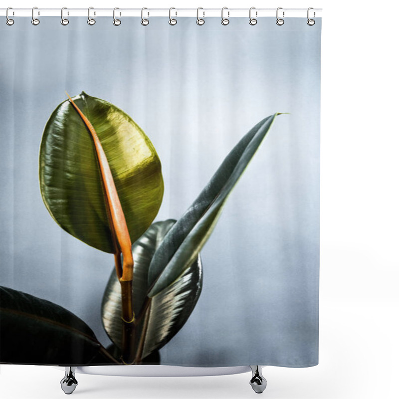 Personality  Exotic Flower With Green Leaves And Red Pod, Close Up, Copy Space Shower Curtains