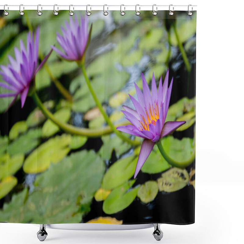 Personality  Water Lily, Water Flower Shower Curtains