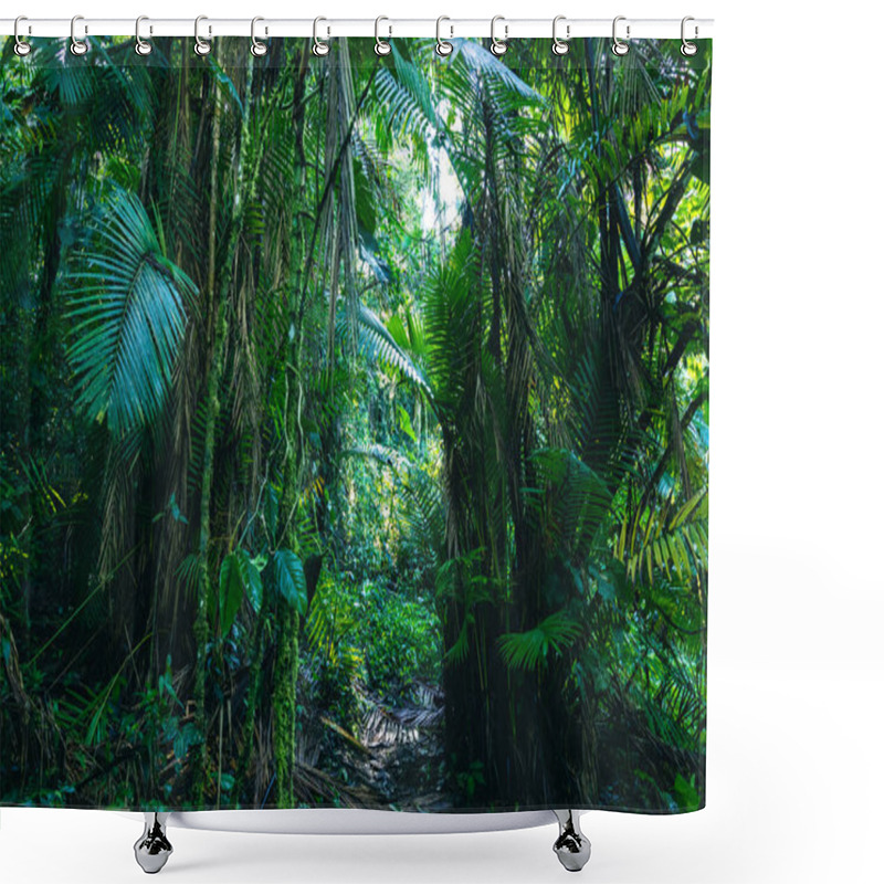 Personality  Ecuador Rainforest. Green Nature Hiking Trail Path In Tropical Jungle. Mindo Valley - Nambillo Cloud Forest, Ecuador, Andes. South America. Shower Curtains