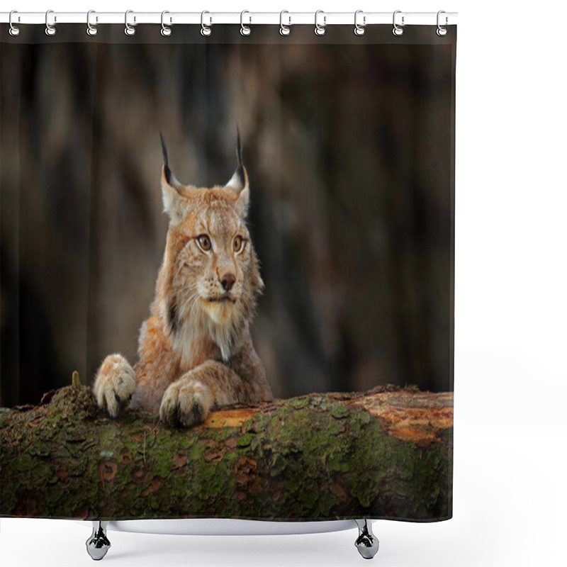 Personality  Lynx In Green Forest With Tree Trunk. Wildlife Scene From Nature. Playing Eurasian Lynx, Animal Behaviour In Habitat. Wild Cat From Germany. Wild Bobcat Between The Trees.  Shower Curtains