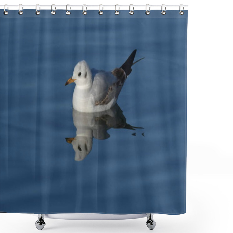 Personality  Black-headed Gull - (Chroicocephalus Ridibundus)  Shower Curtains