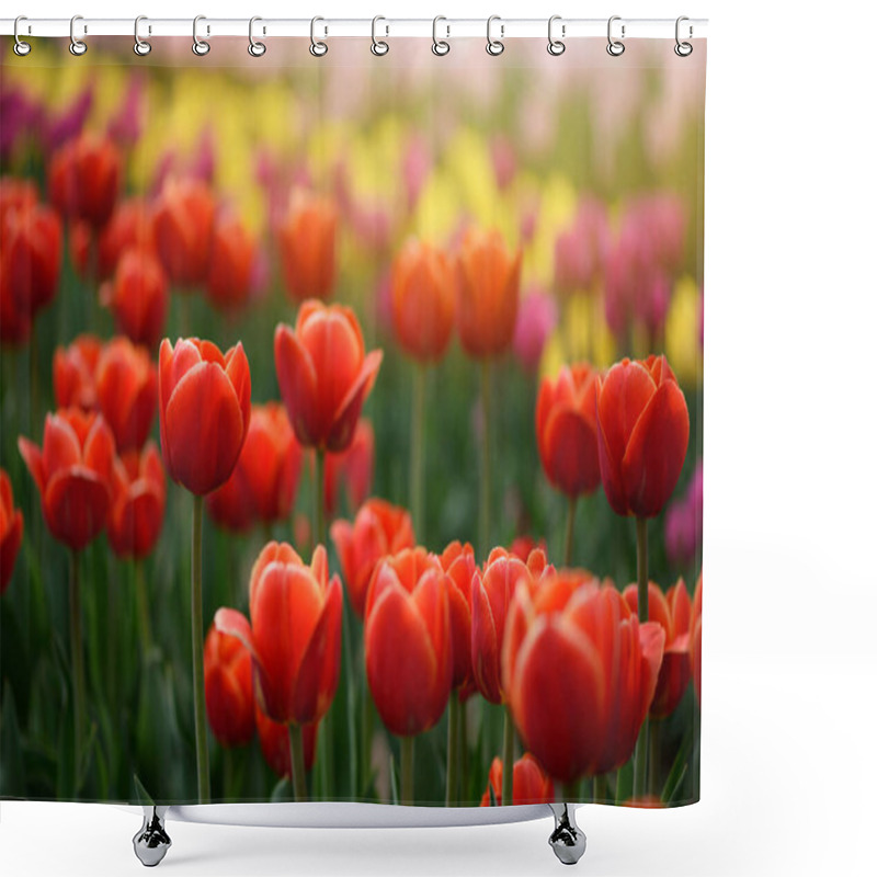 Personality  Red Tulips Flowers Blooming In A Tulip Field, Against The Background Of Blurry Tulips Flowers In The Sunset Light. Shower Curtains