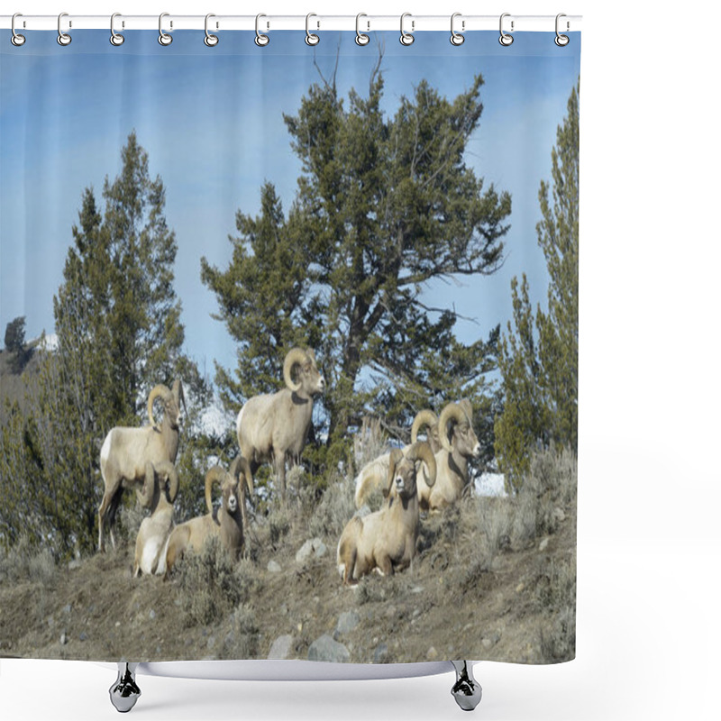 Personality  Bighorn Sheep (Ovis Canadensis) Group Of Male, Ram, Lying Down, Yellowstone National Park, Wyoming Montana, USA. Shower Curtains