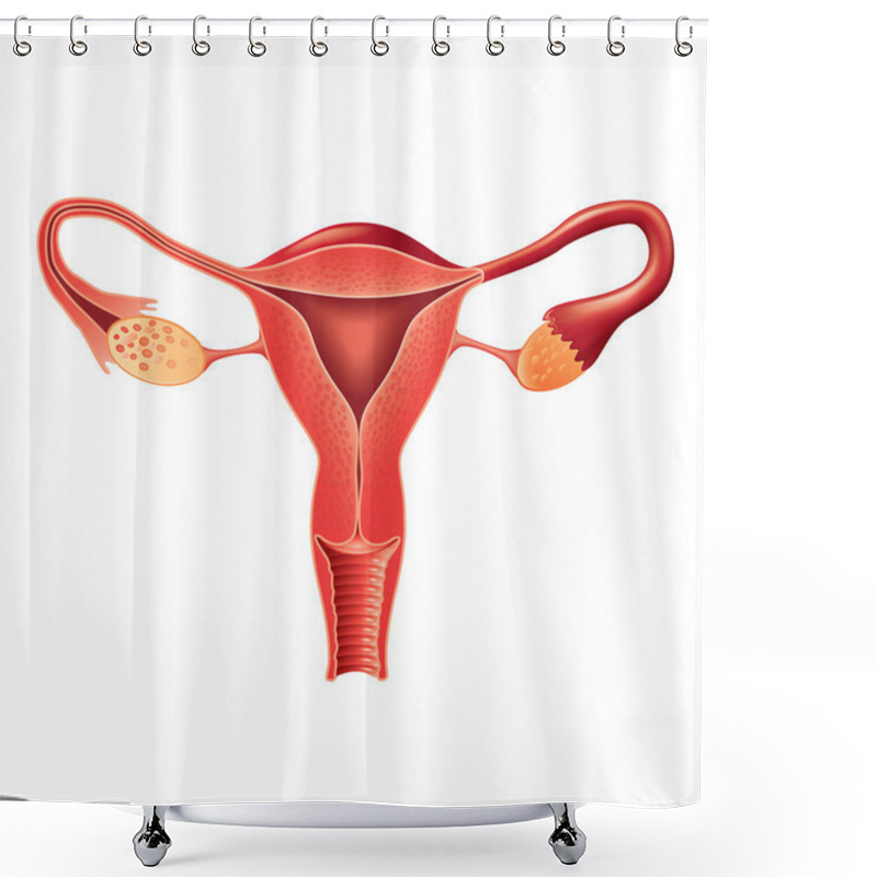 Personality  Female Reproductive System Anatomy Vector Shower Curtains