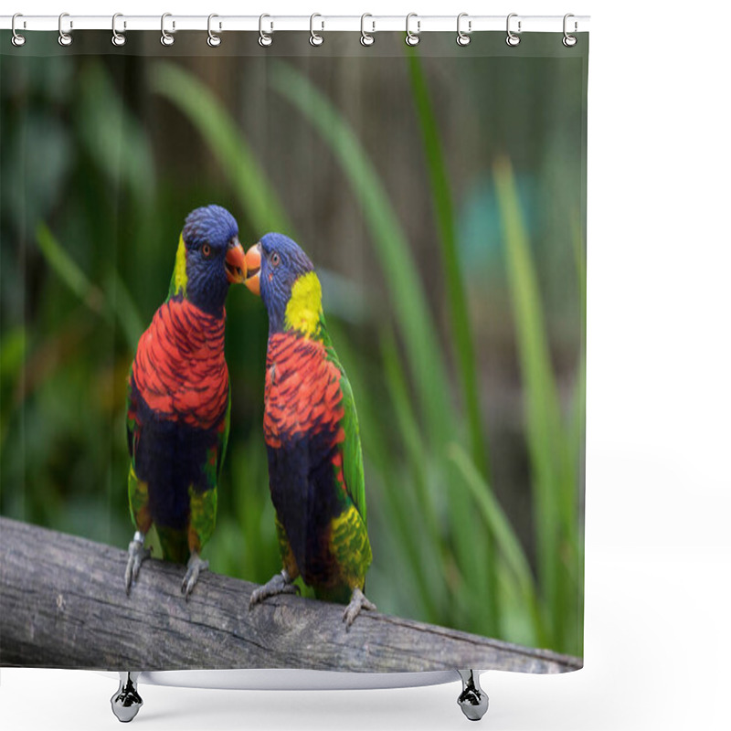 Personality  Two Rainbow Lorikeets Kiss In The Jardin De Balata, Martinique Shower Curtains