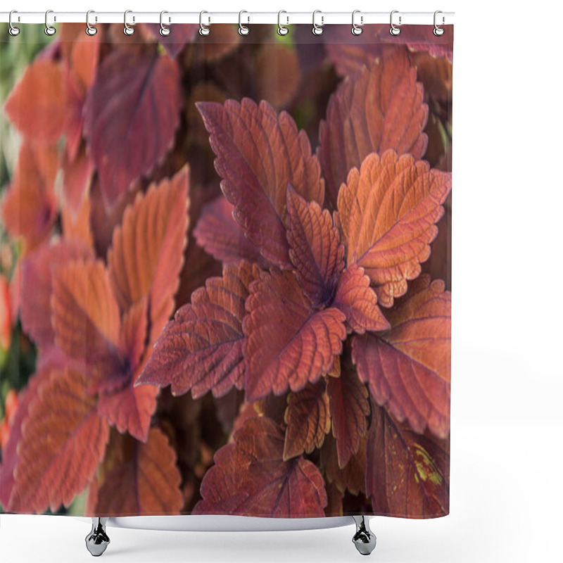 Personality  Beautiful Bright Orange And Brown Leaves At Flower Shop Shower Curtains