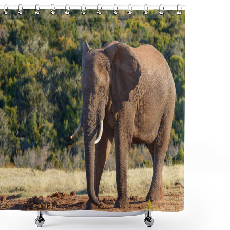 Personality  Elephant Standing And Staring At The Ground In The Field Shower Curtains