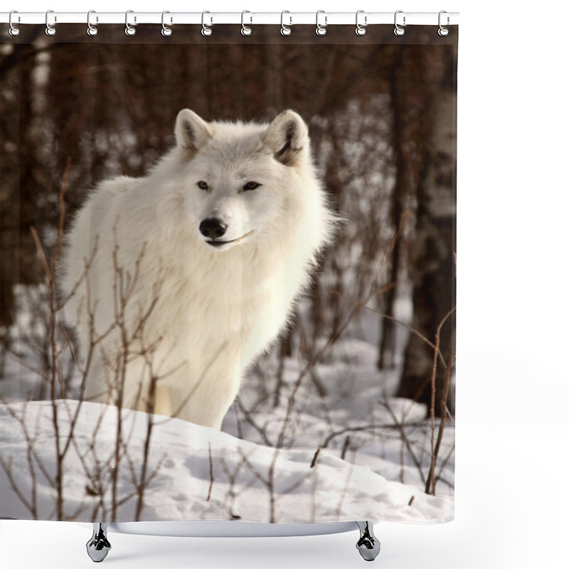 Personality  Arctic Wolf In Winter Shower Curtains