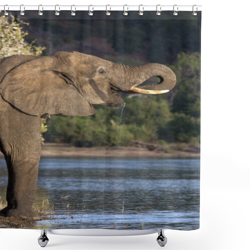 Personality  Elephant Shower Curtains