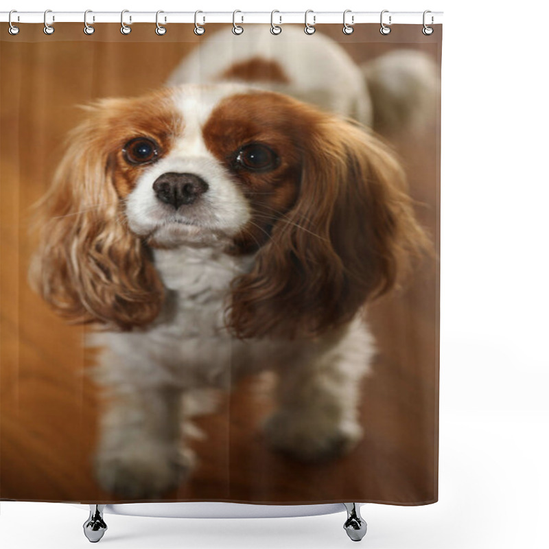 Personality  Dog. Family Pet. Family Member. Family Dog. King Charles Spaniel. Cavalier King Charles Spaniel. A Beautiful And Cute Dog Of The Cavalier King Charles Spaniel Breed. Lap Dog. Family Friend. Mans Best Friend. Loyal Dog. Beautiful Dog Breed. Sweet Dog. Shower Curtains