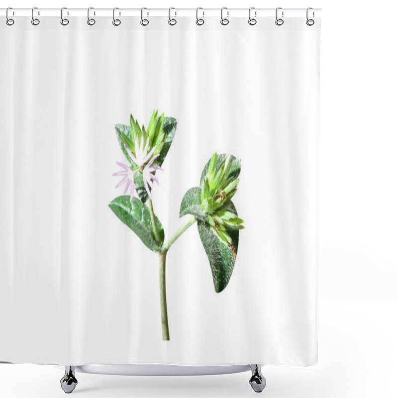 Personality  Elephantopus Scaber Or Elephants Foot Plant With Flowers On Isolated White Background Shower Curtains