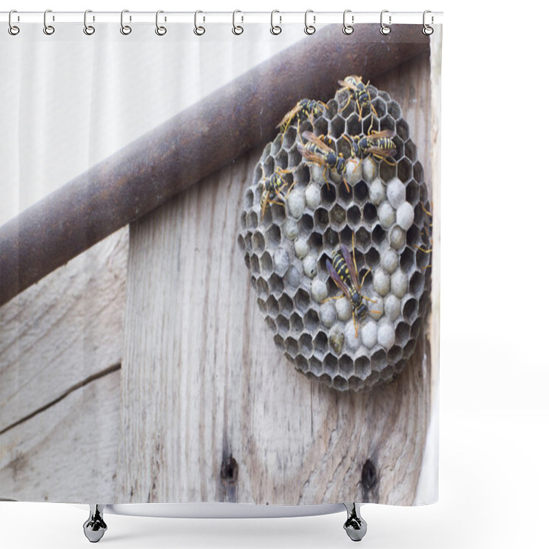 Personality  Hornets Nest On Wooden Background In Nature, Copy Space For Text, Dangerous Shower Curtains