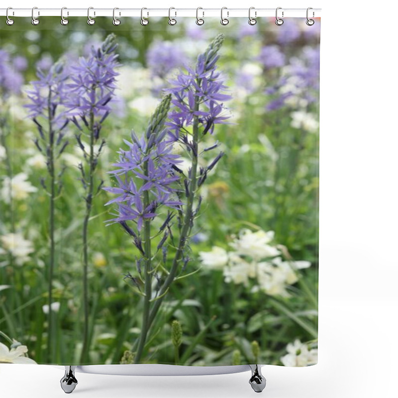 Personality  Beautiful Camassia Growing Among Narcissus Flowers Outdoors, Closeup. Spring Season Shower Curtains