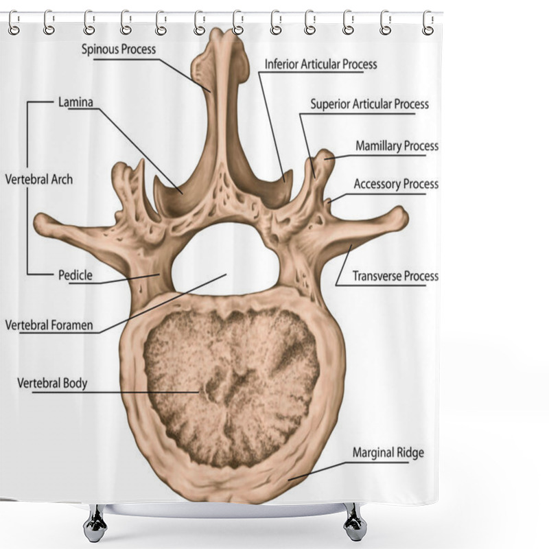 Personality  Second Lumbar Vertebra, Lumbar Spine, Vertebral Bones, Vertebra, Trunk Wall, Anatomy Of Human Skeletal System, Human Bony System, Motion Segment Shower Curtains