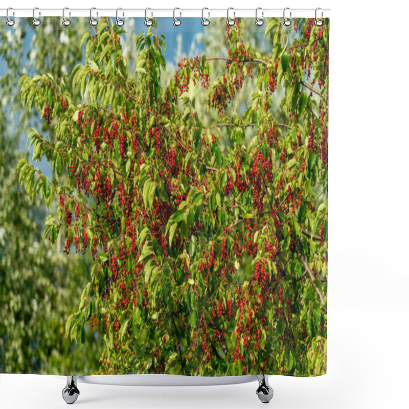 Personality  A Black Cherry Tree (prunus Serotina) Full Of Red Berries In Lat Shower Curtains