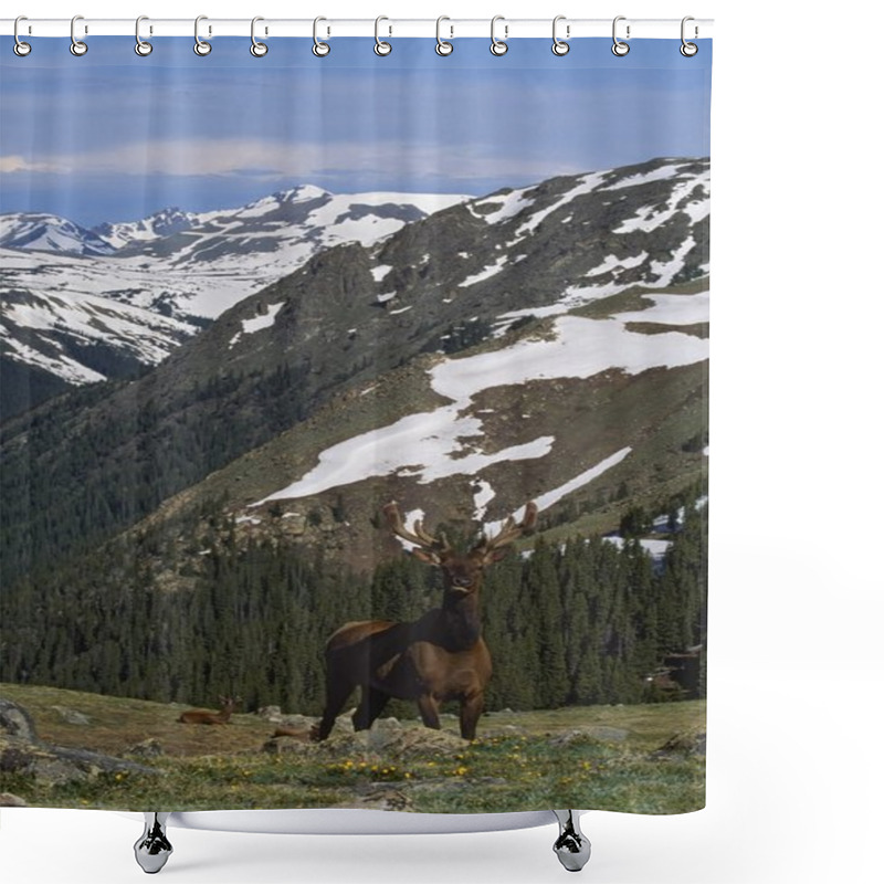 Personality  Elk (Cervus Canadensis) In Alpine Tundra Shower Curtains