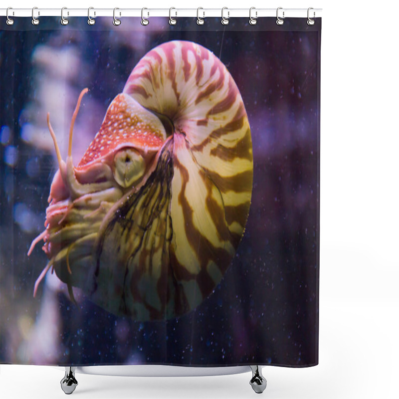 Personality  Chambered Nautilus Shower Curtains