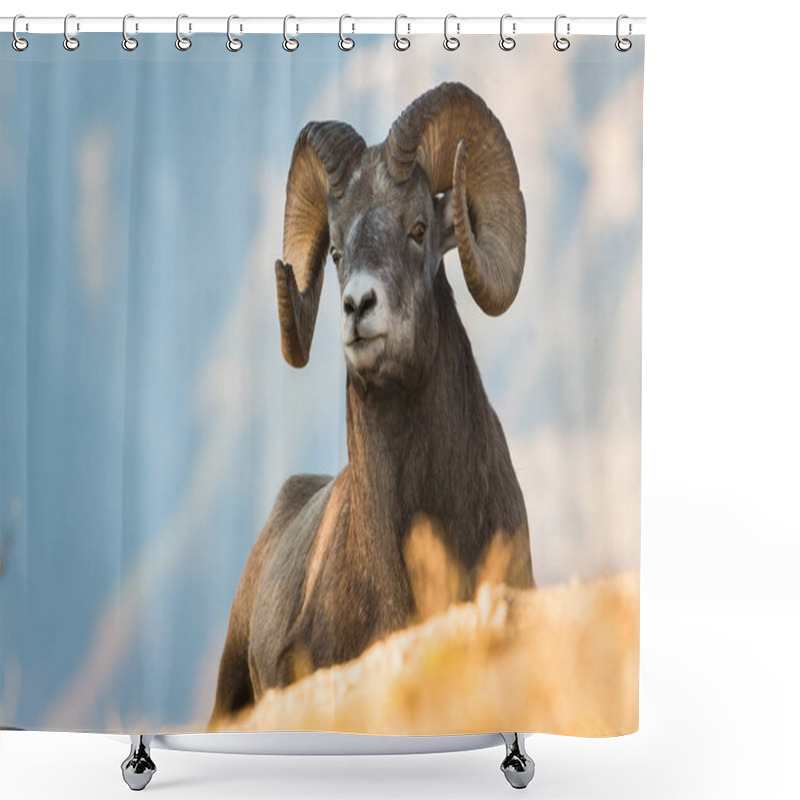 Personality  Wild Bighorn Sheep. Nature, Fauna Shower Curtains