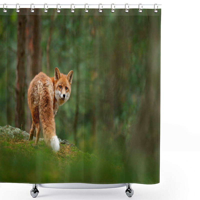 Personality  Cute Red Fox In Forest Shower Curtains