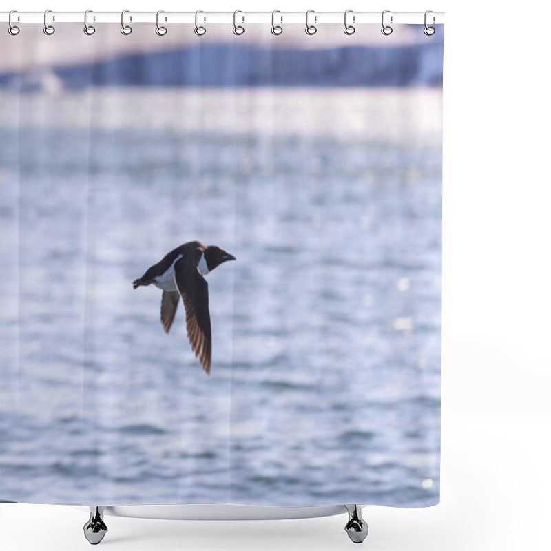 Personality  Guillemot - Arctic Bird At Natural Habitat In Franz Jozef Land Archipelago. Shower Curtains