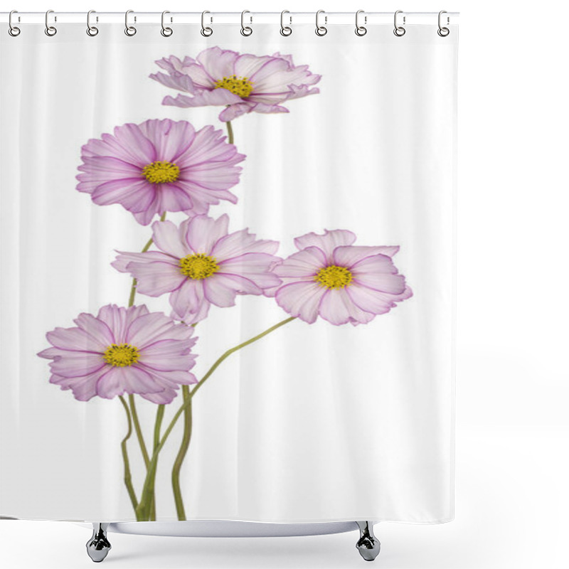 Personality  Cosmos Flower Isolated Shower Curtains