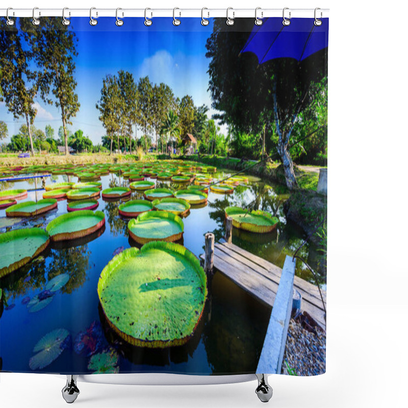 Personality  Victoria Waterlily Park In Chiang Rai Province, Thailand. Shower Curtains