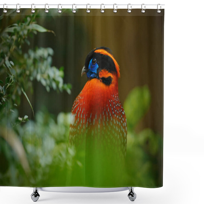 Personality  Exotic Tragopan Bird From Asia Shower Curtains