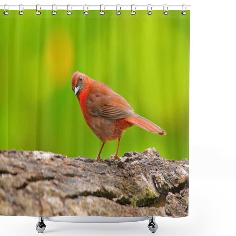 Personality  Red-throated Ant-Tanager Shower Curtains