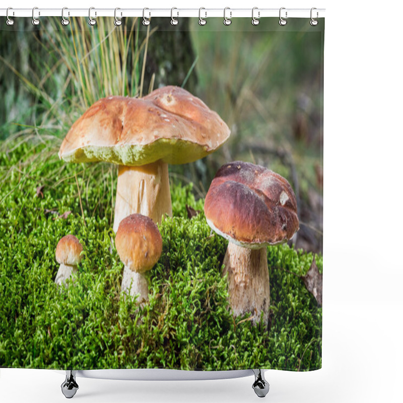 Personality  Boletus Mushroom On Moss In The Forest Shower Curtains