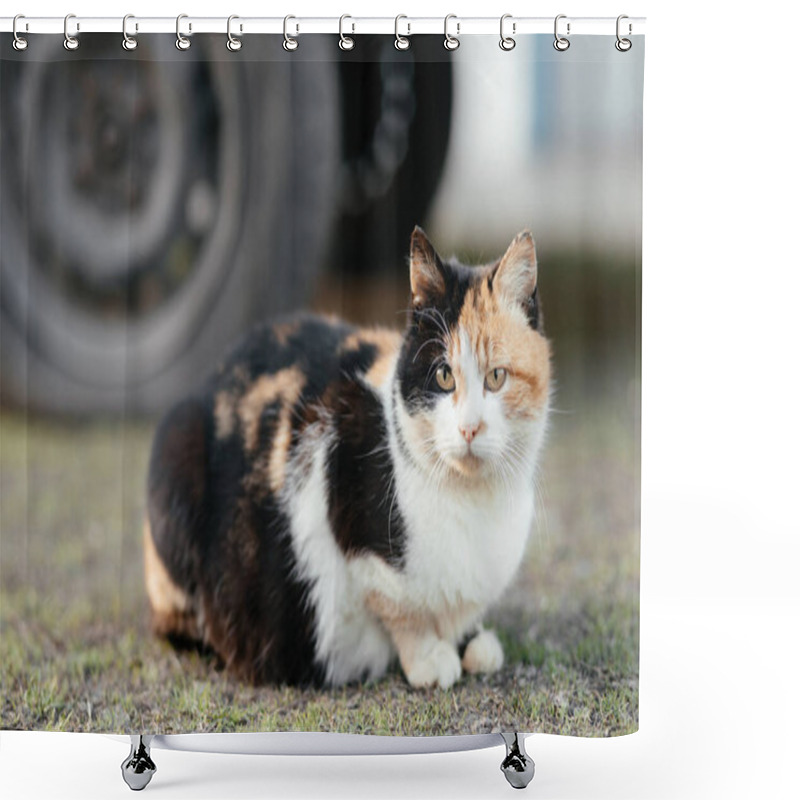 Personality   The Cat Sits On The Background Of A Car Wheel. High Quality Photo Shower Curtains